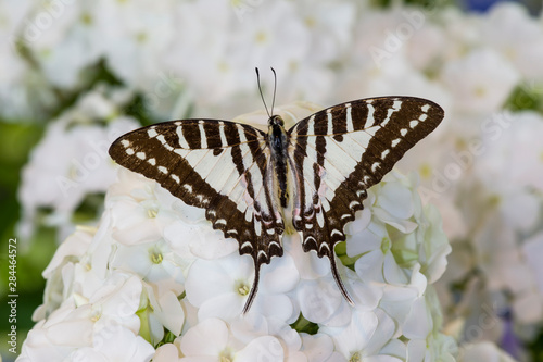 Graphium antheus swallowtail butterfly on white Phlox photo