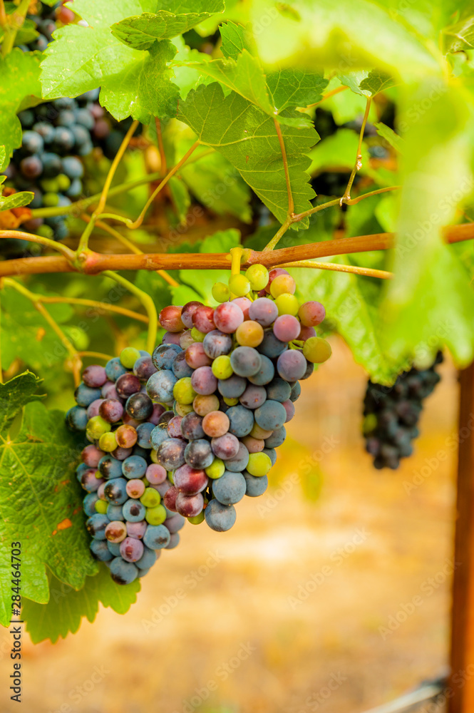 Usa, Washington State, Yakima Valley. Syrah grapes in Boushey Vineyard.