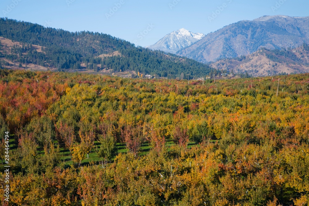WA, Dryden, Apple and pear orchards, Icicle Ridge in background