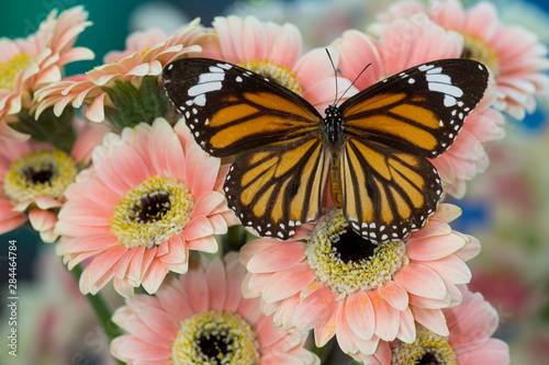 Viceroy butterfly, Limenitis Archippus on pink Gerber Daisies