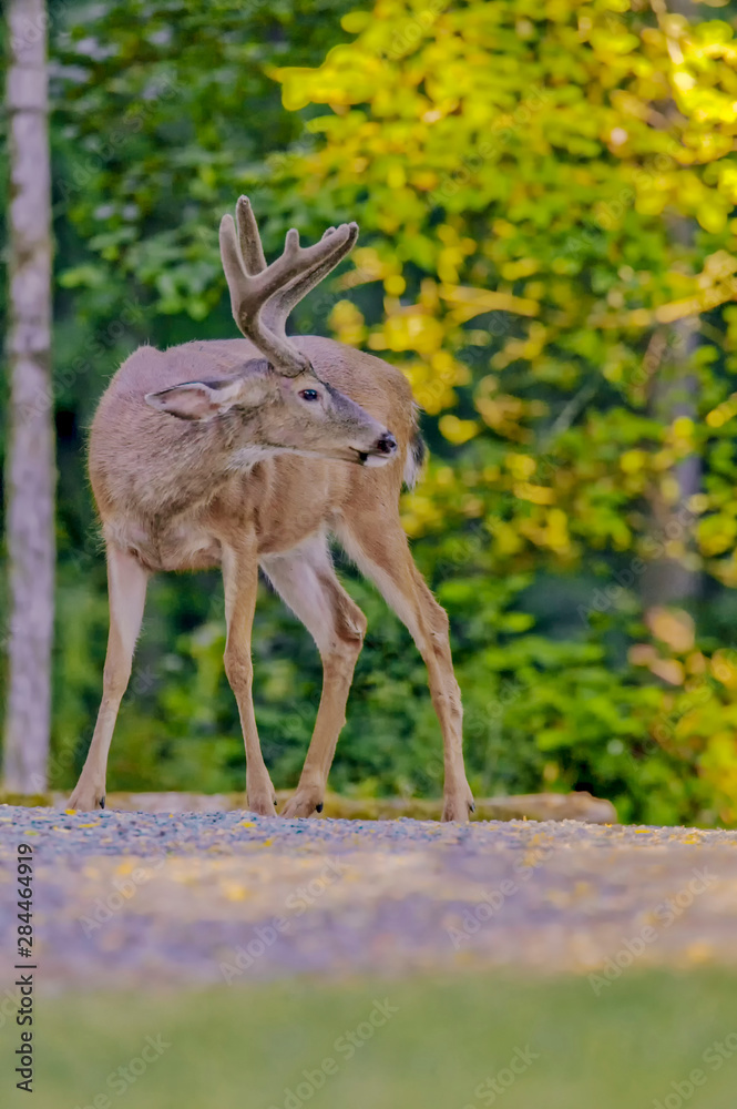 San Juan Island, Washington State, USA. Mule deer buck (Odocoileus hemionus) standing on a gravel driveway.