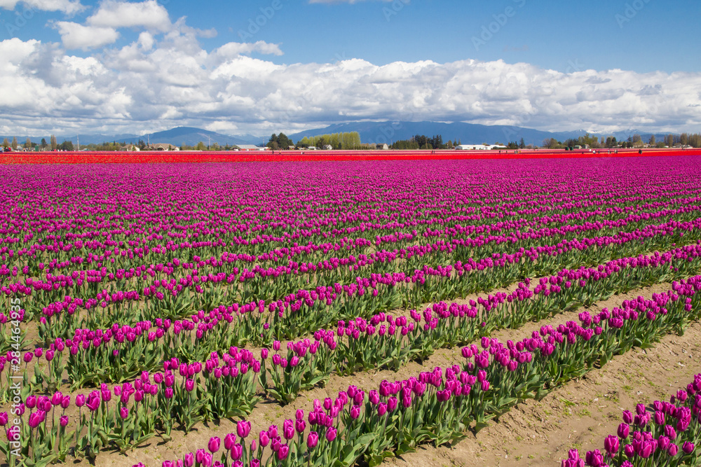 USA, Washington State, Mount Vernon, tulip fields bloom at the annual Skagit Valley Tulip Festival