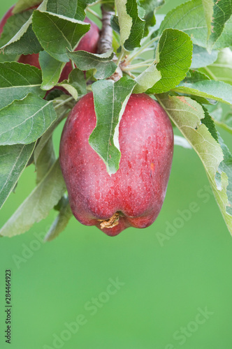 USA, WA, Lake Chelan, Red Delicious Apple Ripe for Harvest (Selective Focus)