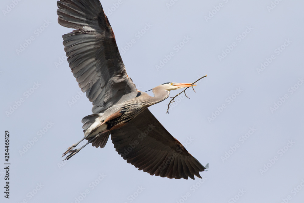 Fototapeta premium USA, Washington State, Redmond, Great Blue Heron (Ardea Herodias)