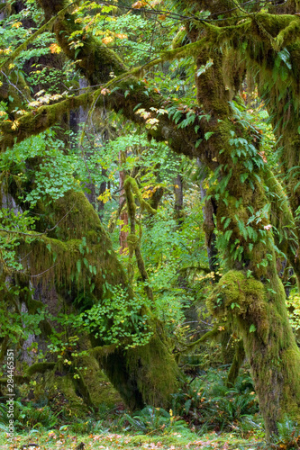 Olympic National Park, Hoh River Valley