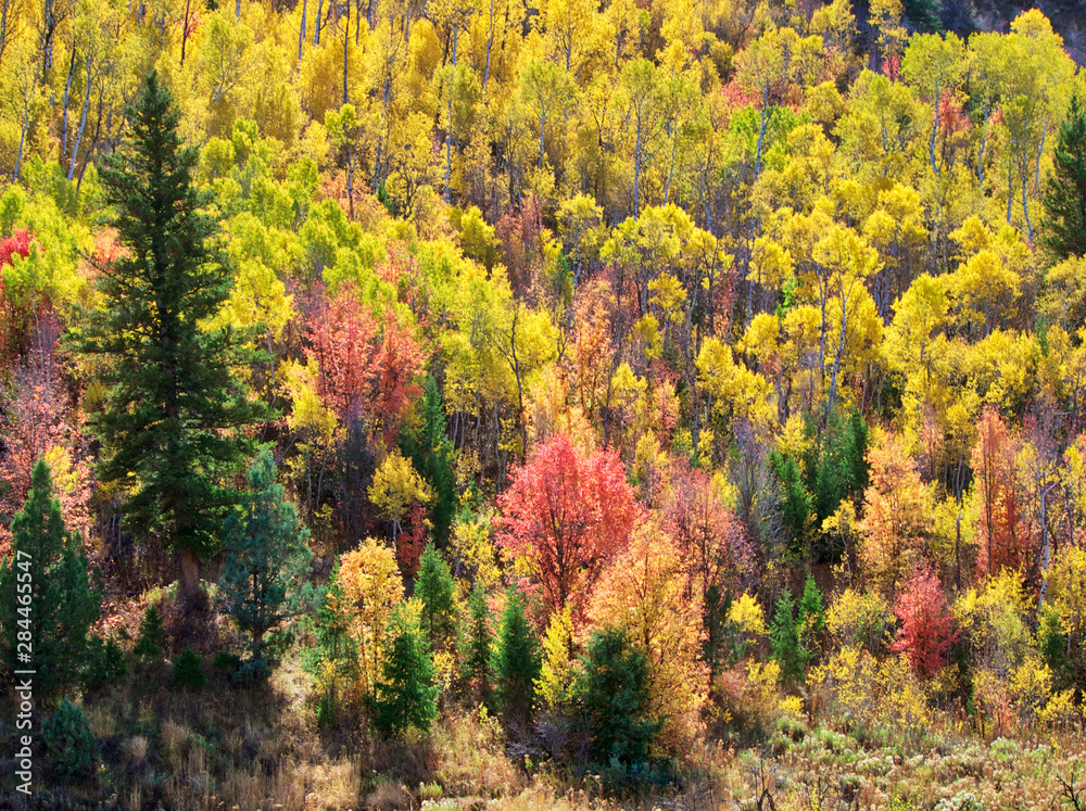 Fototapeta premium Colorful aspens in Logan Canyon during Autumn