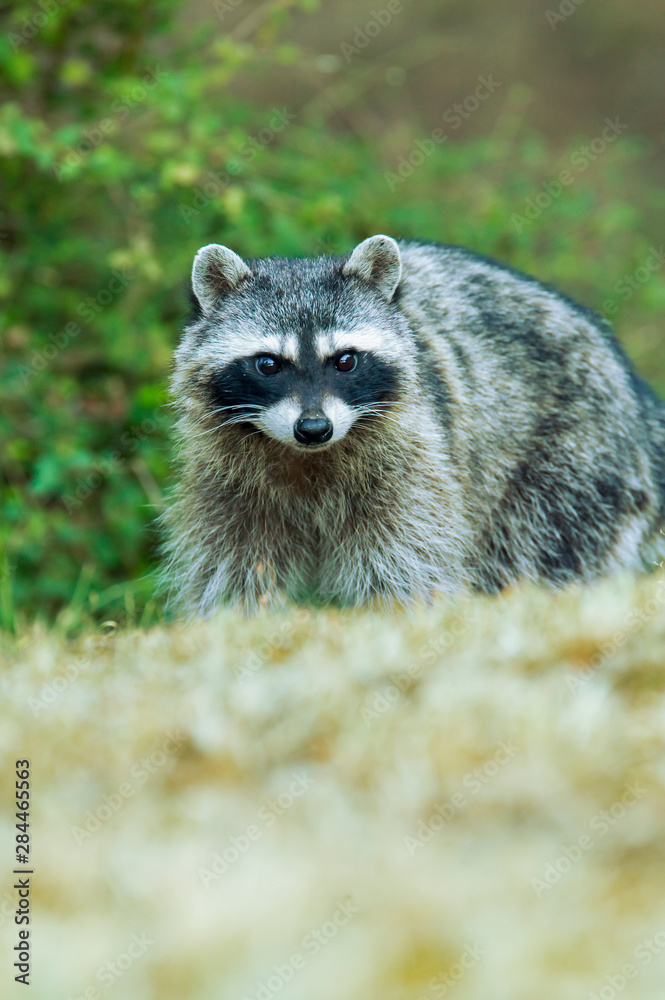 Fototapeta premium San Juan Island, Washington State, USA. Common raccoon (Procyon lotor) walking in a field.
