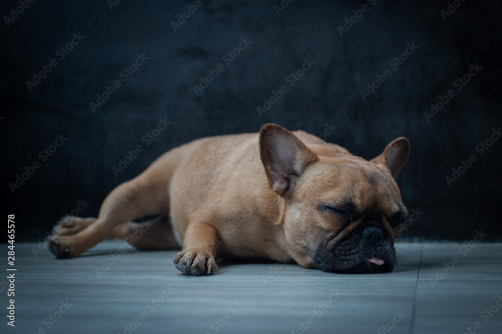 French Bulldog puppy sleeping on the floor.
