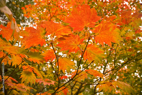 Japanese Garden, Washinton Park, Autumn Colors, Seattle, Washington State, USA 