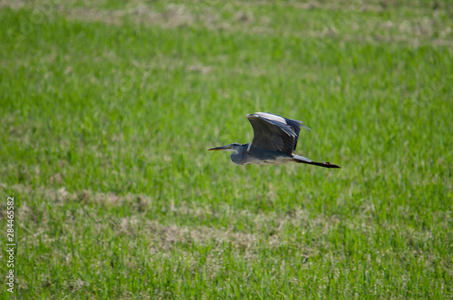 Gray heron in Izunuma, Miyagi prefecture, Japan photo