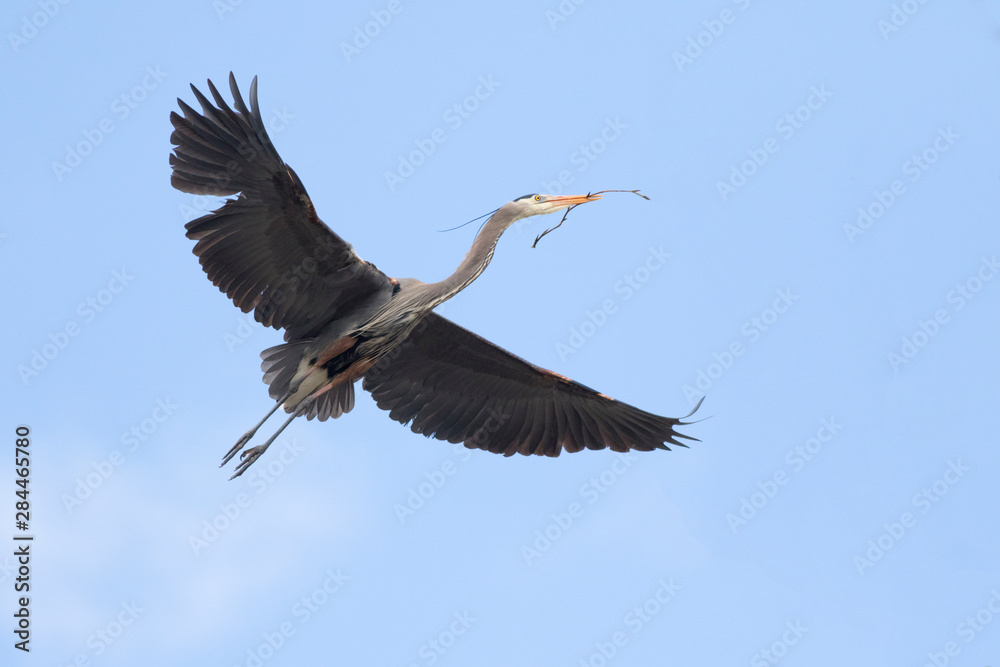 Obraz premium USA, Washington State, Redmond, Great Blue Heron (Ardea Herodias)