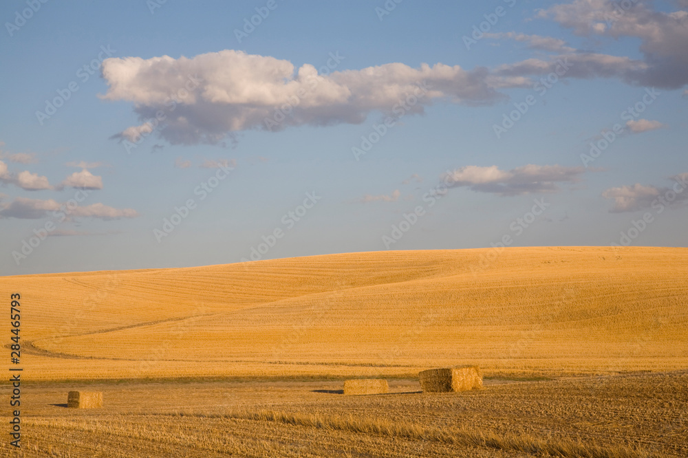 WA, Whitman County, The Palouse, Hay bales in golden field WA, Whitman County, The Palouse, Hay bales in golden field