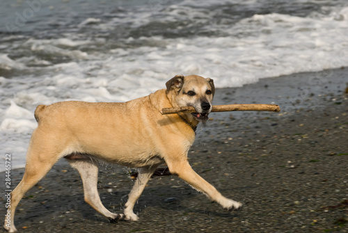 USA, WA, Coupeville. Dog retrieves water from surf at Ebey's Landing, Whidbey Island