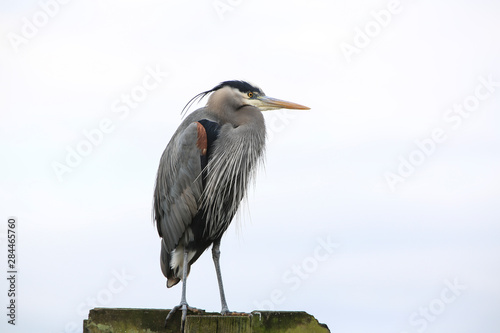 Bremerton, Washington State. Great Blue Heron stands on a pier