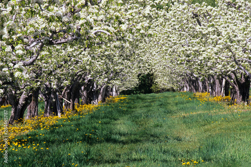 WA, Twisp, orchard in bloom in the Methow Valley photo
