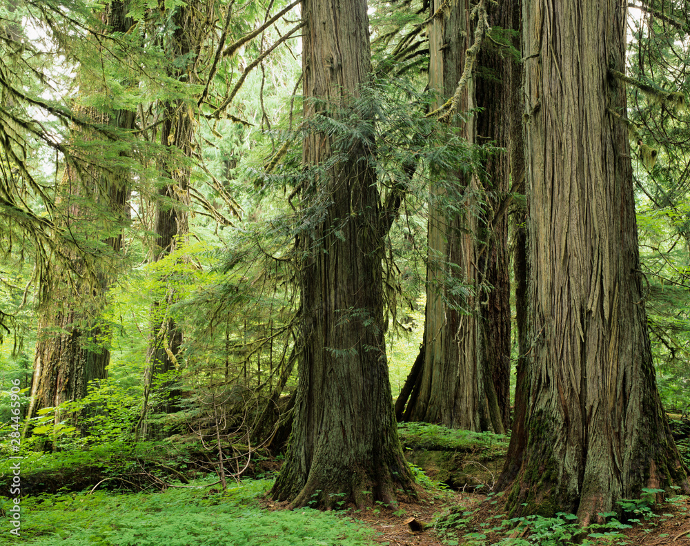 Naklejka premium WA, Mt. Rainier NP, Grove of the Patriarchs, Western red cedar trees