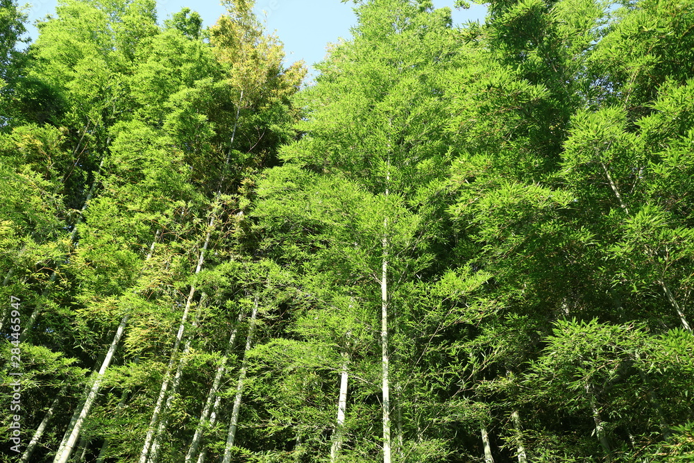 Obraz premium 日差しを浴びる竹藪