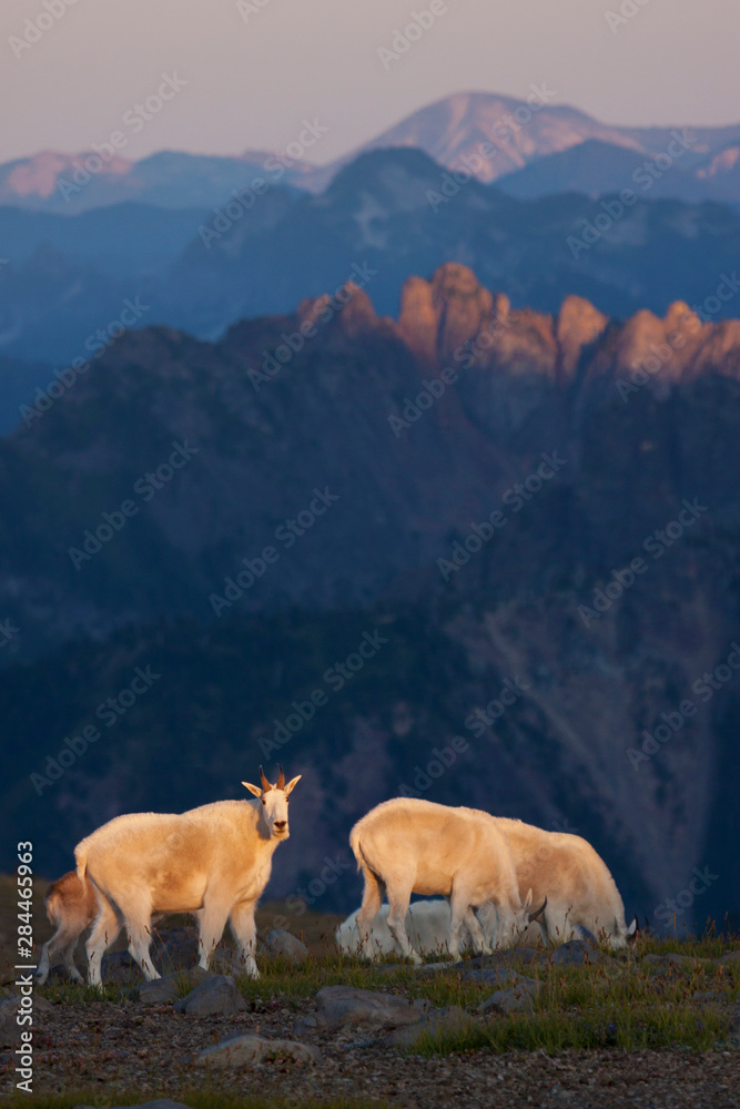 Obraz premium Mountain Goats at Last Light