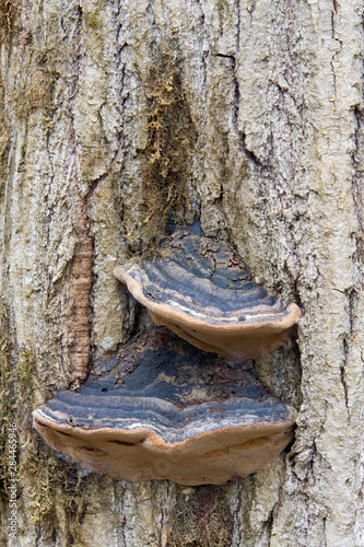 WA, Tiger Mountain State Forest, Shelf fungus, Red-belted polypore mushroom