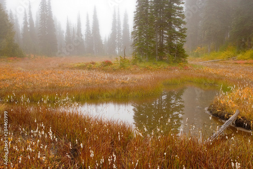 USA  Washington  Mount Rainier National Park. Scenic with foggy meadow and pond. 