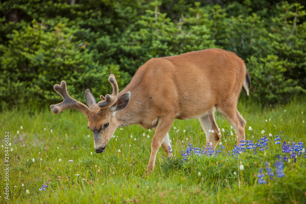 Olympic National Park, Hurricane Ridge. Black Tail buck and lupine Olympic National Park, Hurricane Ridge. Black Tail buck and lupine