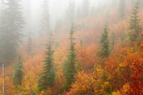 USA; Washington; Mount Rainier National Park. Foggy forest scenic with autumn colors. 