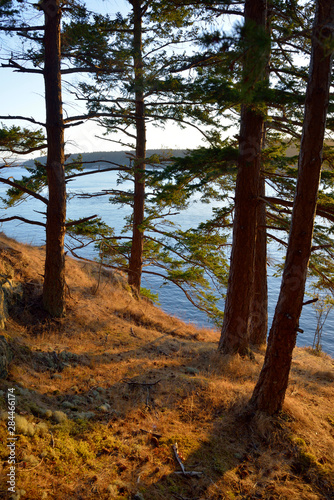 USA, Washington State. San Juan Islands, James Island. Fir trees on a grassy hillside