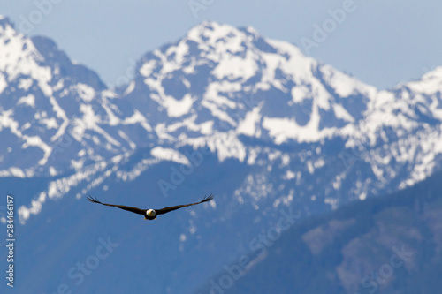 Bald Eagle, Olympic Mountains
