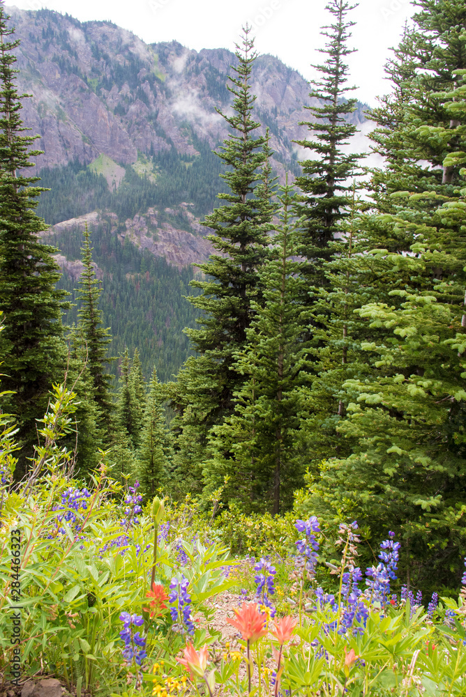 Fototapeta premium USA, Washington State. Wildflowers trailside Buckhorn Wilderness Olympic National Forest