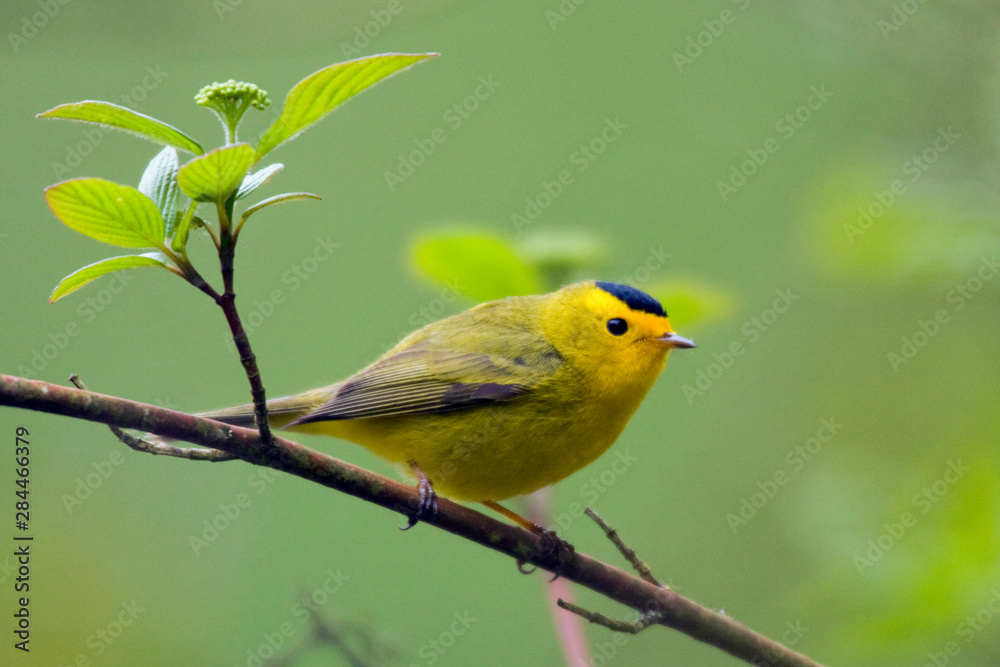 Wilson's Warbler Wilson's Warbler