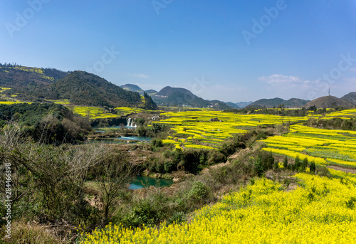 The Yellow Flowers of Rapeseed fields with blue sky at Luoping, small county in eastern Yunnan, China	 photo