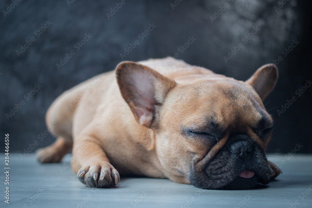 French Bulldog puppy sleeping on the floor.