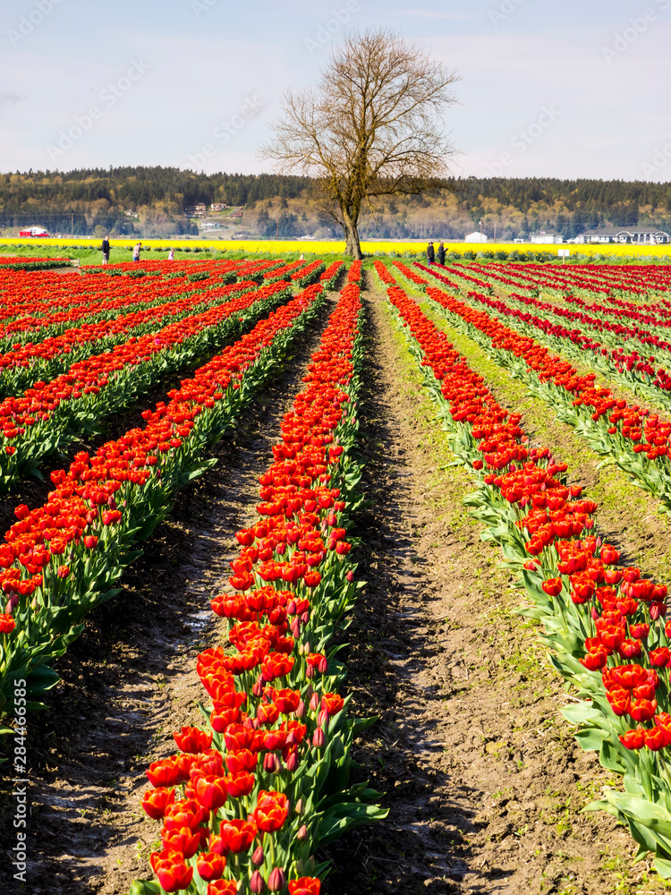 Tulip fields in bloom