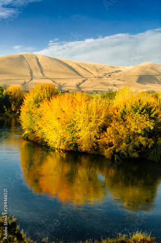 USA, Washington State, Benton City. Autumn color lights the trees along the Yakima River near the Red Mountain wine region. photo