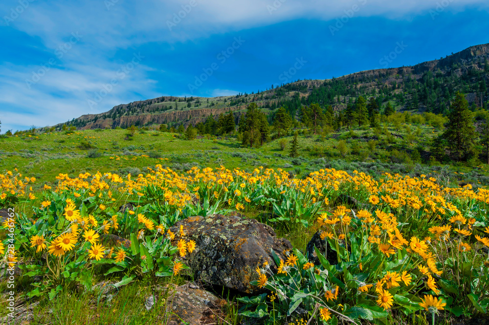 USA, Washington, Wenatchee. Balsam root blooms in the spring in the Wenatchee hills.