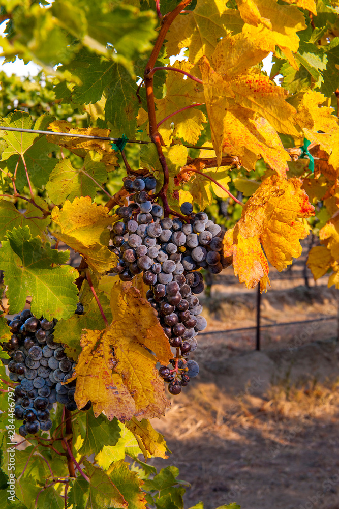 USA, Washington, Yakima Valley. Grapes ready for harvest in Red Mountain vineyard in Washington's Yakima Valley. USA, Washington, Yakima Valley. Grapes ready for harvest in Red Mountain vineyard in Washington's Yakima Valley.
