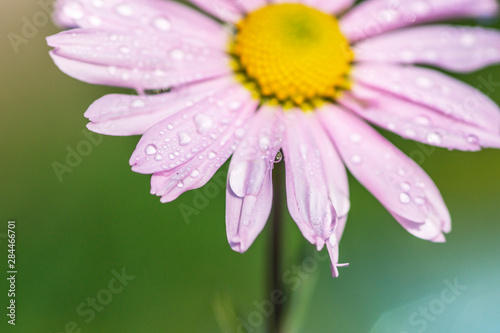 closeup of pink  chamomile. pink daisy with dewdrops in a summer garden. macro shot of flowers photo
