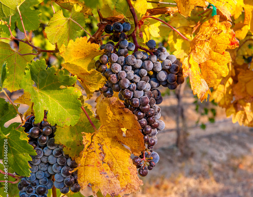 USA, Washington, Yakima Valley. Grapes ready for harvest in Red Mountain vine...