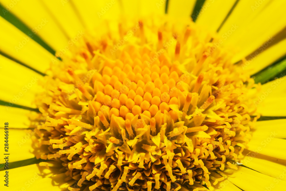 sunny daisy in the garden. sunny flower. core of a camomile. Closeup of a camomile sunny daisy in the garden. sunny flower. core of a camomile. Closeup of a camomile