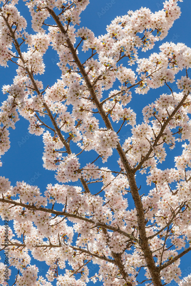 USA, Washington State, Seabeck. Cherry tree blossoms in spring. USA, Washington State, Seabeck. Cherry tree blossoms in spring.