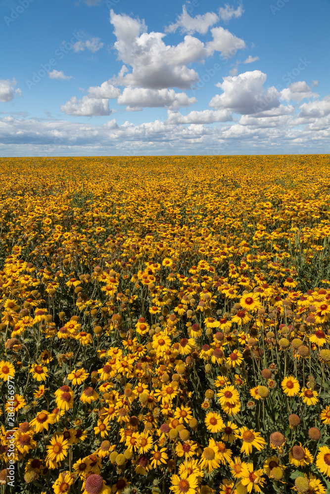 Fototapeta premium USA, Washington State, Connell. Scenic of coneflower field.