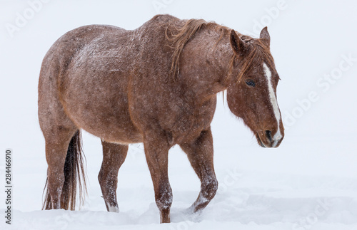 Horse in snow of the Hideout Ranch  Wyoming.  PR 