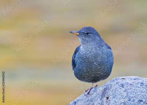 Wyoming, Sublette County, American Dipper standing on one leg on rock. photo