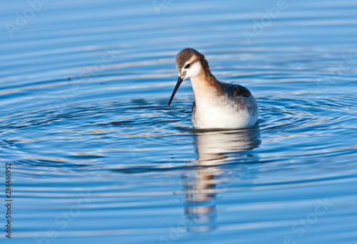 Wyoming, Sublette County, Male Wilson's Phalarope spinning in pond. photo