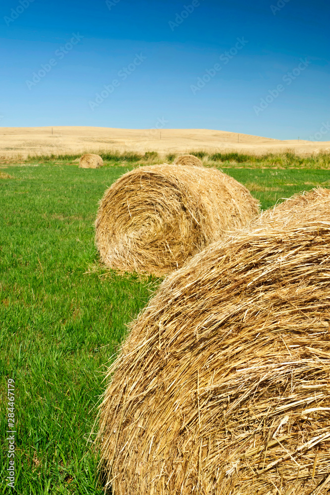 USA, Washington, The Palouse. Hay bales on a Palouse field. USA, Washington, The Palouse. Hay bales on a Palouse field.