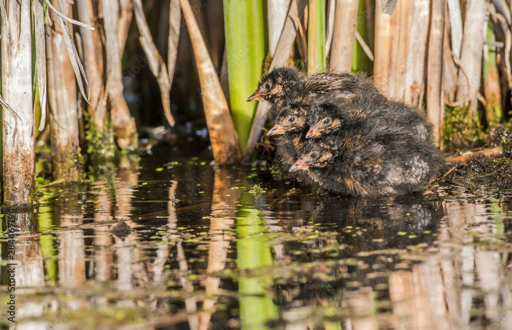 USA, Wyoming, Sublette County, four Sora chicks huddle together in a wetland. USA, Wyoming, Sublette County, four Sora chicks huddle together in a wetland.