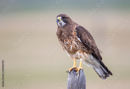 USA, Wyoming, Sublette County. Adult Swainsons Hawk perching on top of a fencepost photo