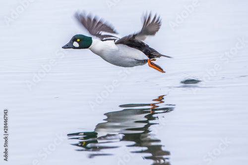 USA, Wyoming, Sublette County, Common Goldeneye takes off from a pond. photo