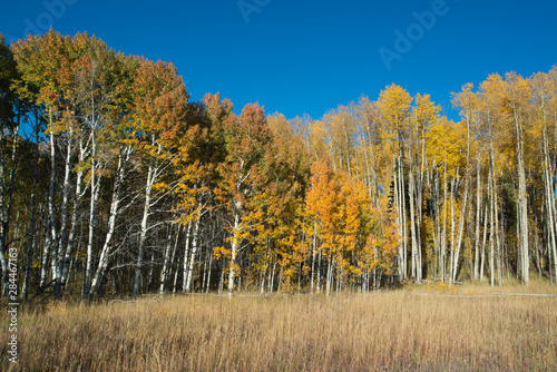 Aspen Trees in the Fall