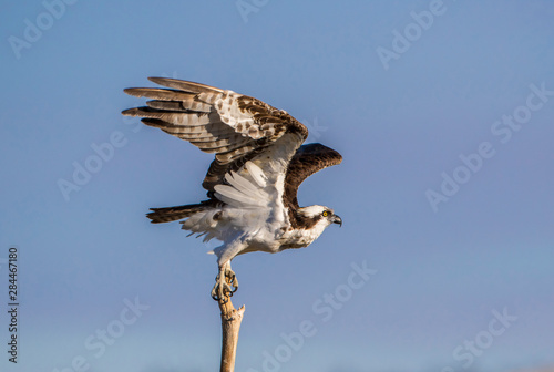 USA, Wyoming, Sublette County. Osprey takes off for flight from the top of a snag